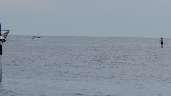 Jess paddling out to visit with some whales