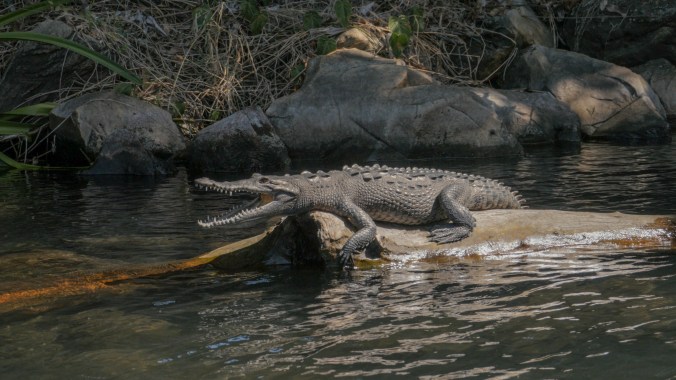 An American Crocodile