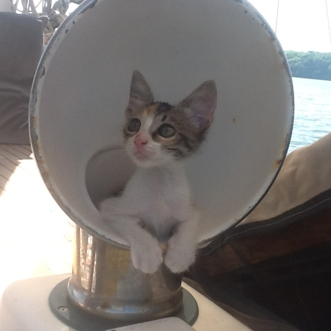 Benita is turning into the perfect boat kitty!