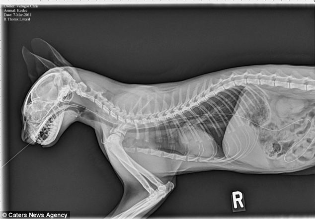 Healthy Cat X-ray