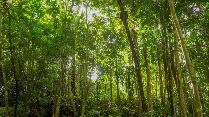 Trees during out hike