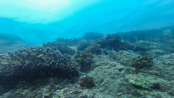 Diving in the Las Secas