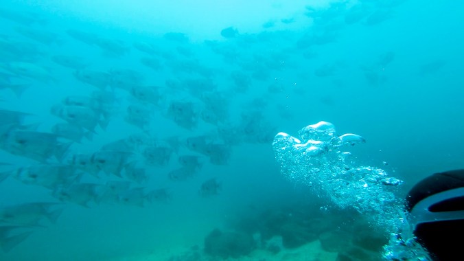 we were surrounded by these fish for over 10 minutes