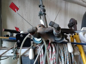 Dove that forgot how to fly