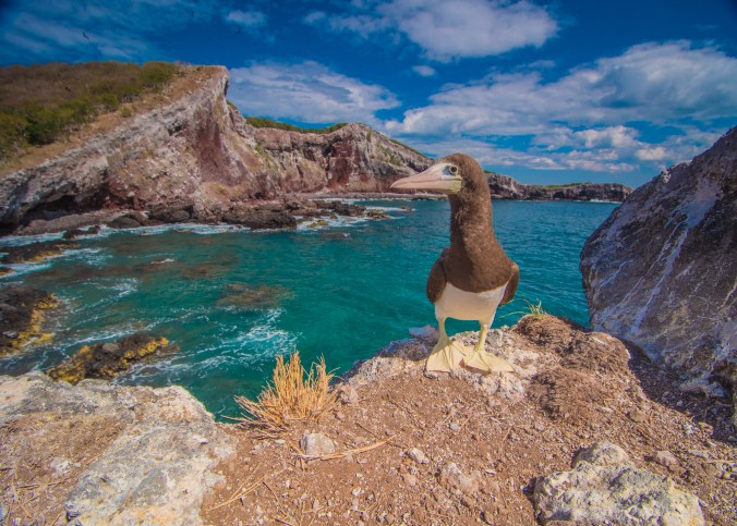 A Brown Booby