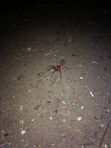 Carolina Wolf Spider (I think) it was the size of my hand!