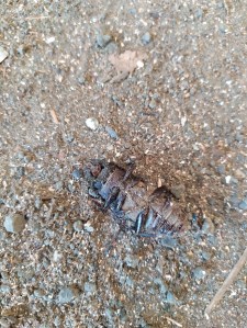 Huge bug that had big mandibles