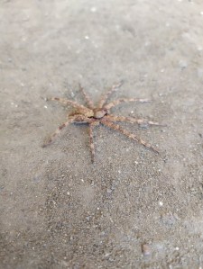Huntsman Spider (I think)