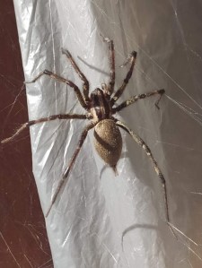 B.A.S. = Big ass spider