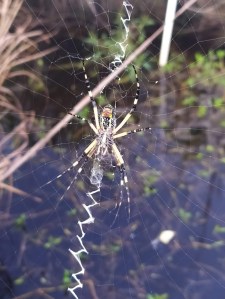Orb-weaver Spider