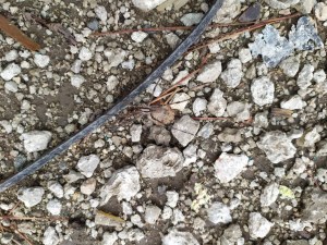 He moved to quick to find out what kind this was