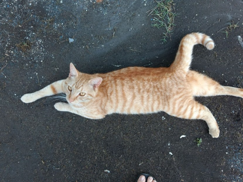 IMG_20190508_190631984_BURST000_COVER_TOP