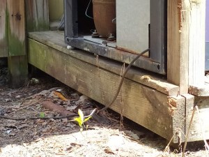 Red Bellied water snake