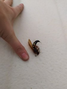Dead Cicada Killer Wasp