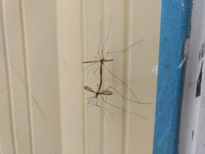 mating skeeter eaters