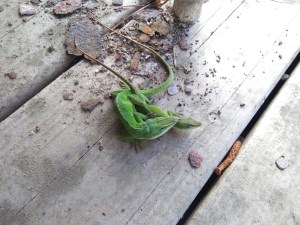 These lizards turned bright green when mating then turned back to brown when done